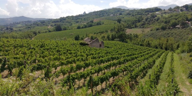 A mountain vineyard in Comunità Montana del Taburno (Benevento).
