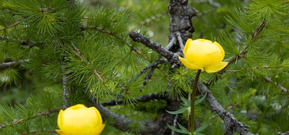Two yellow flowers on a tree.