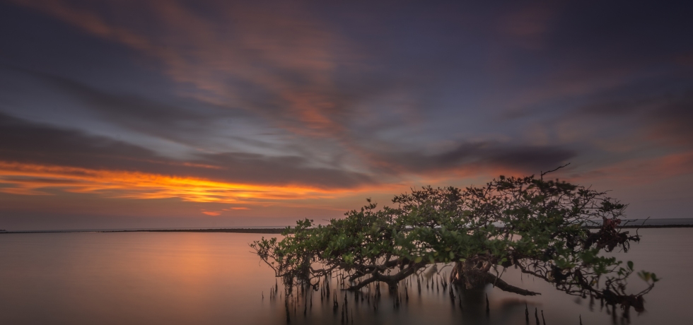 A coastline with a sunset background, featuring a mangrove tree